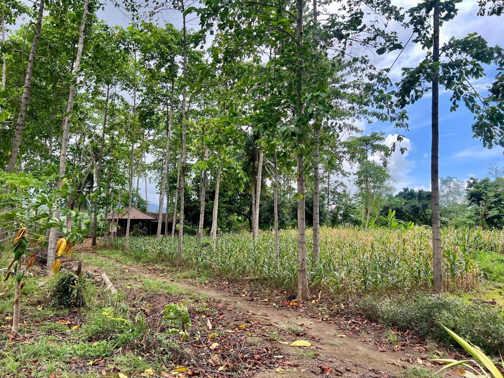 Labuhan Pandan Pohon Purba Resort & Restaurant מראה חיצוני תמונה
